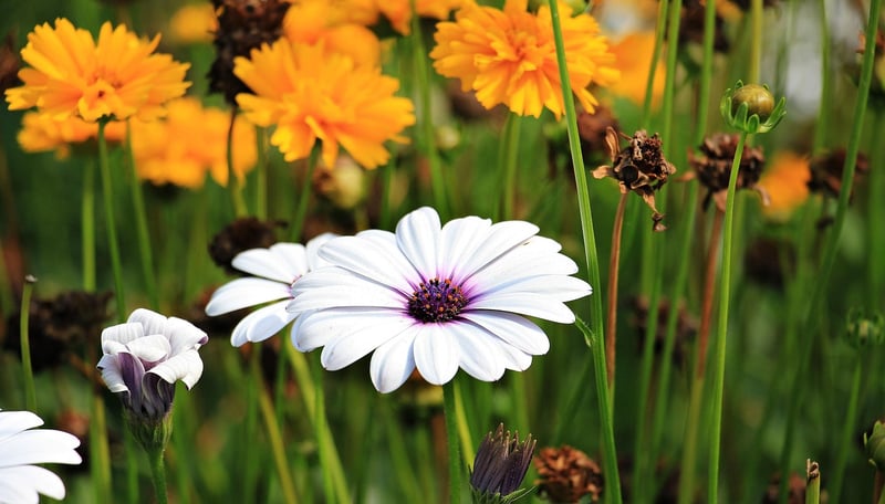 Native Plants